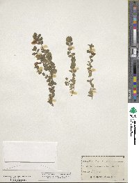 Scutellaria wrightii image