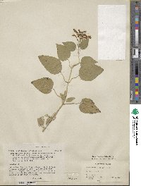 Scutellaria incarnata image