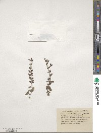 Scutellaria brevibracteata subsp. subvelutina image