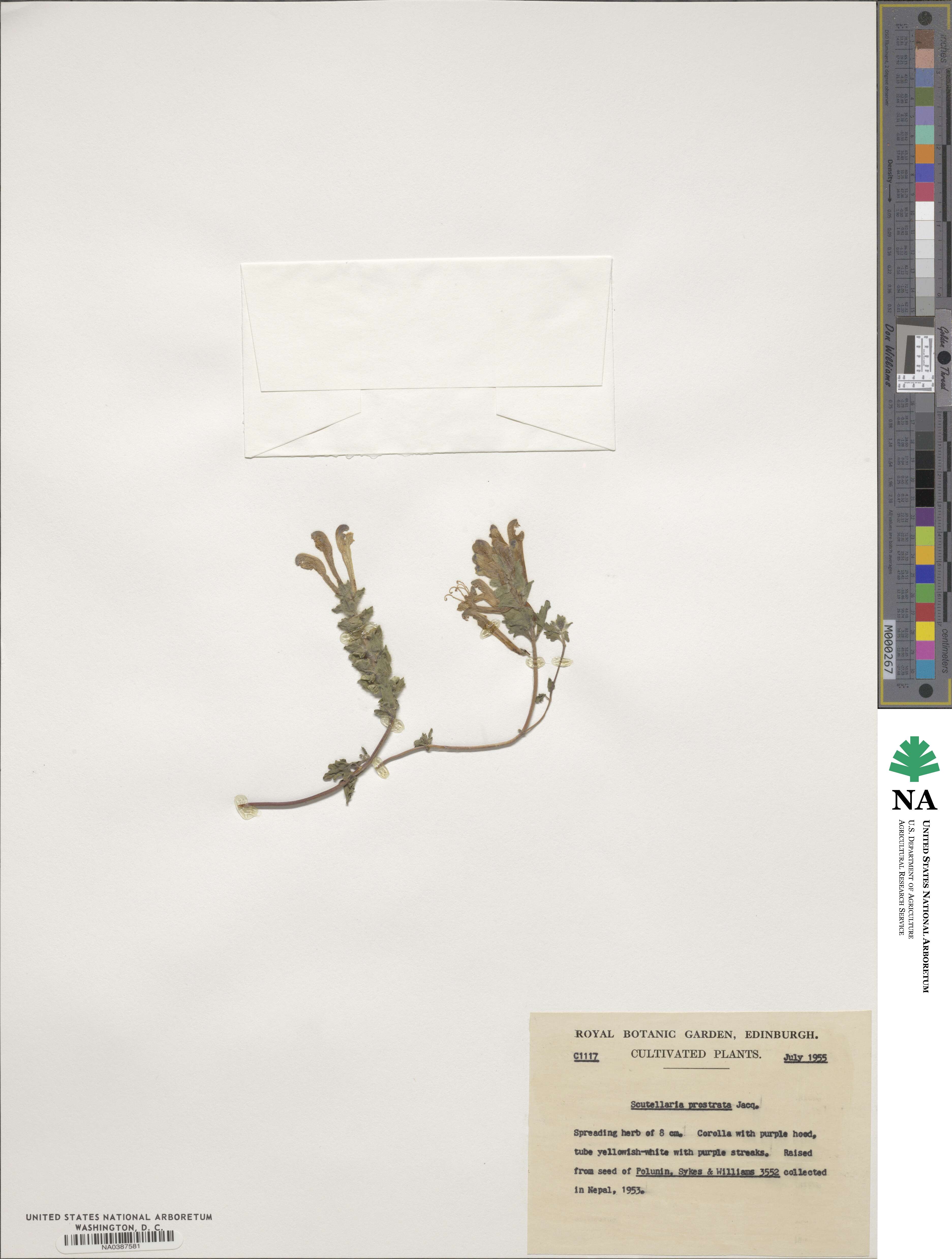 Scutellaria prostrata image