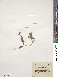 Scutellaria prostrata image