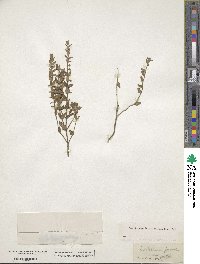 Scutellaria parvula image