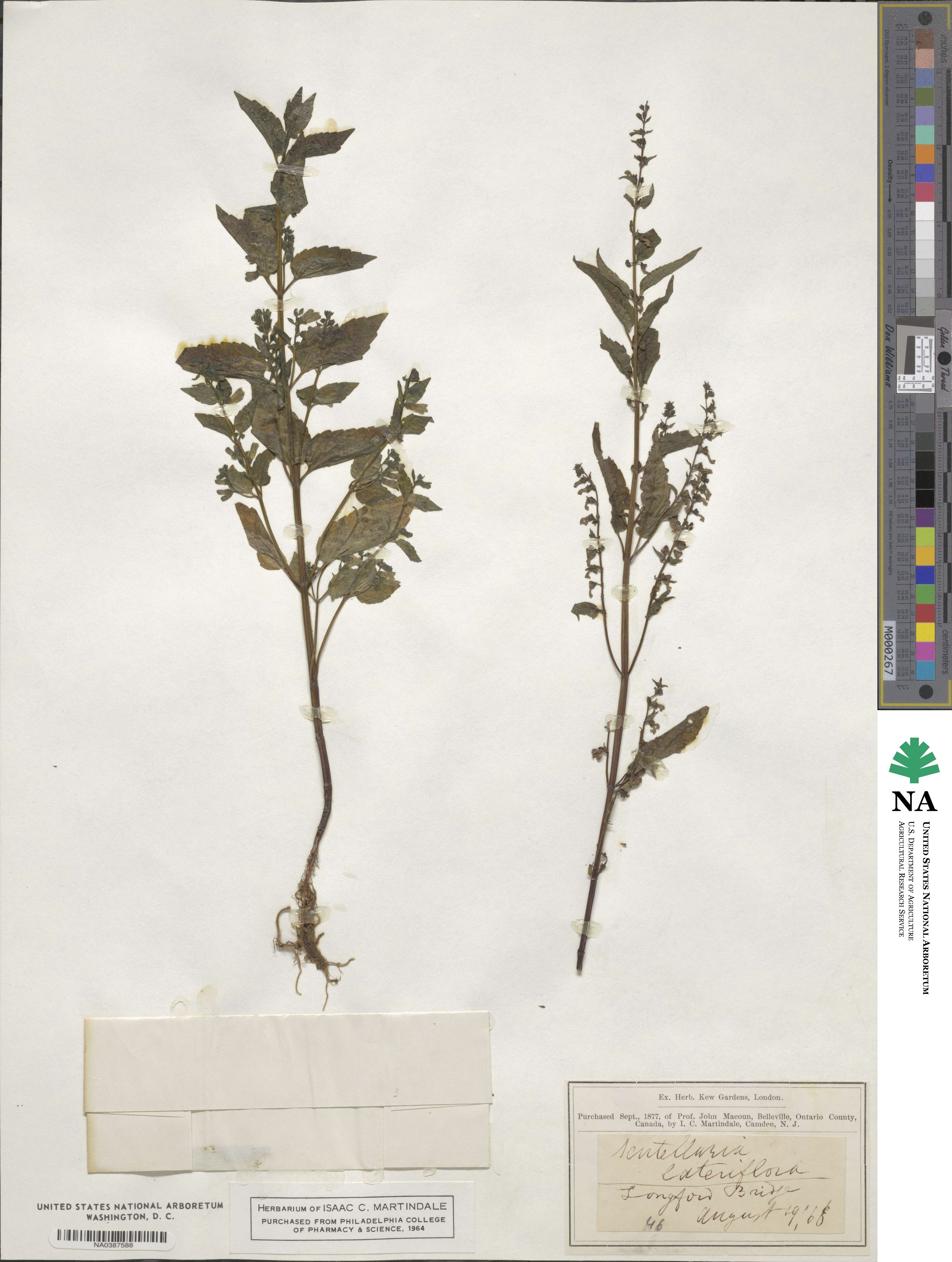 Scutellaria lateriflora image