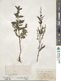 Scutellaria lateriflora image