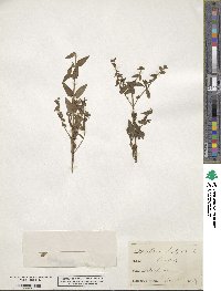 Scutellaria hastifolia image