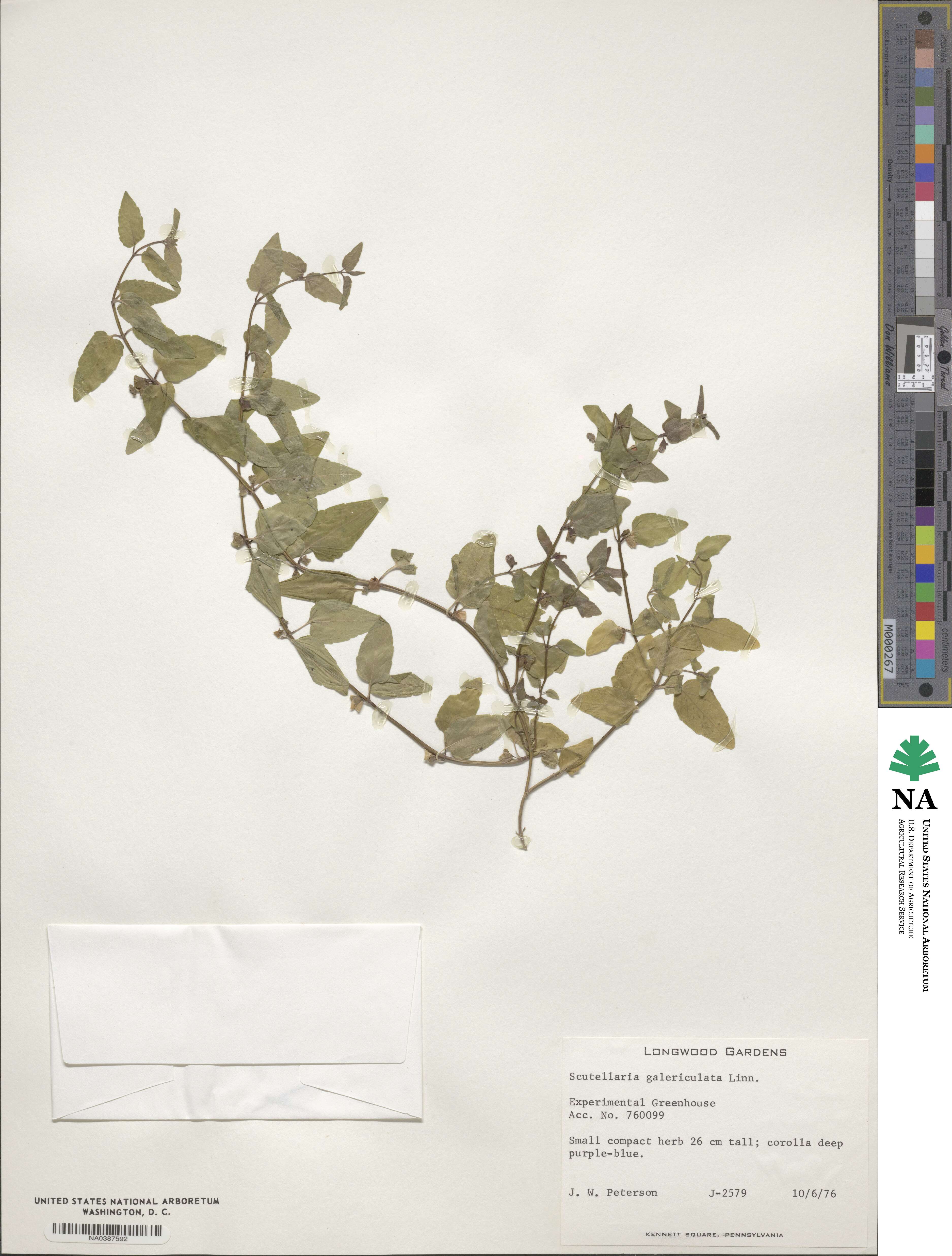 Scutellaria galericulata image