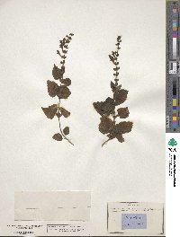 Scutellaria columnae image