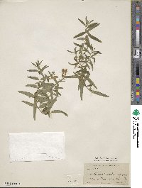 Scutellaria baicalensis image