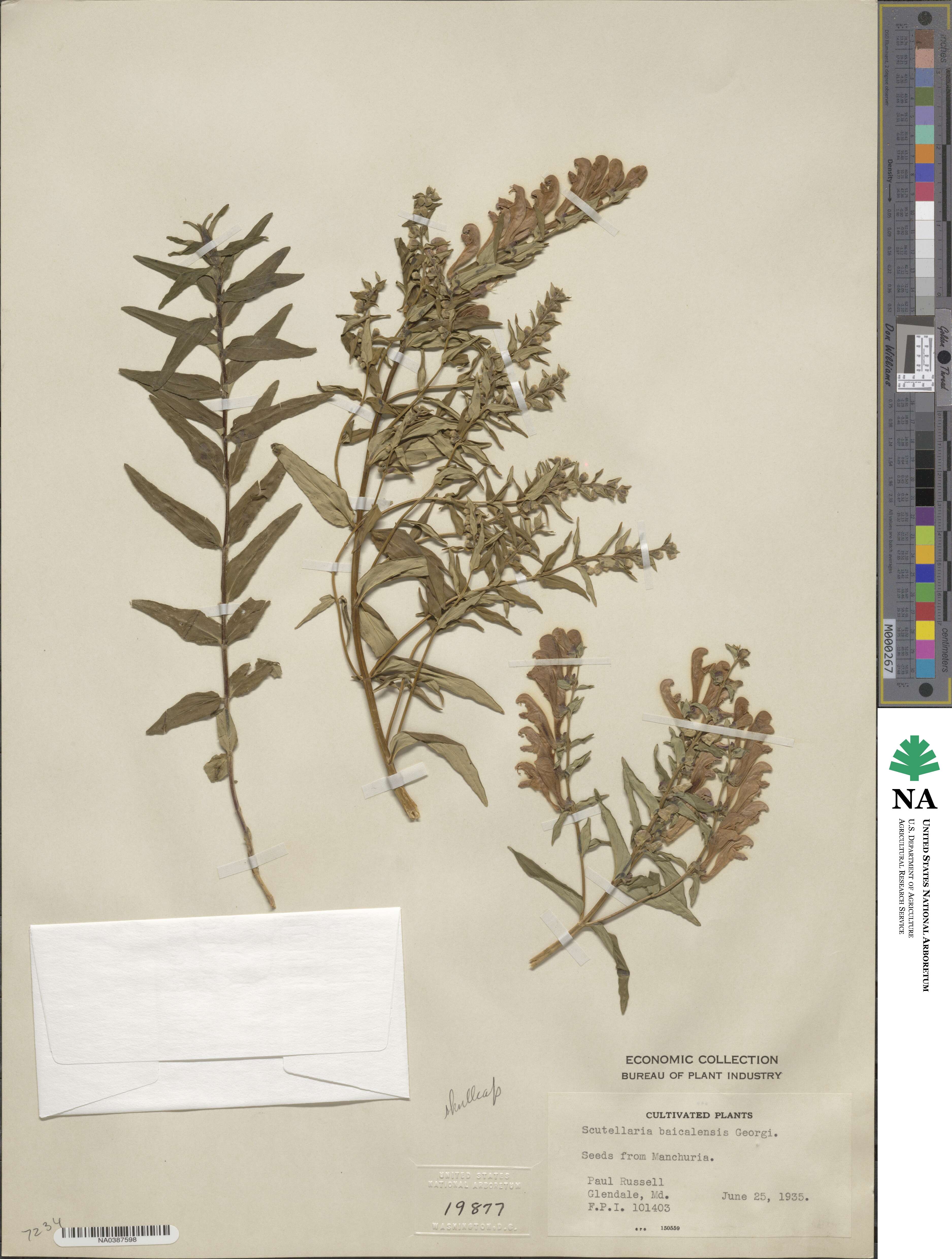 Scutellaria baicalensis image