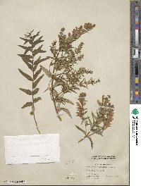 Scutellaria baicalensis image