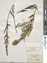 Scutellaria baicalensis image