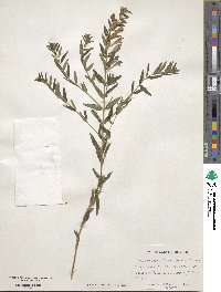 Scutellaria baicalensis image