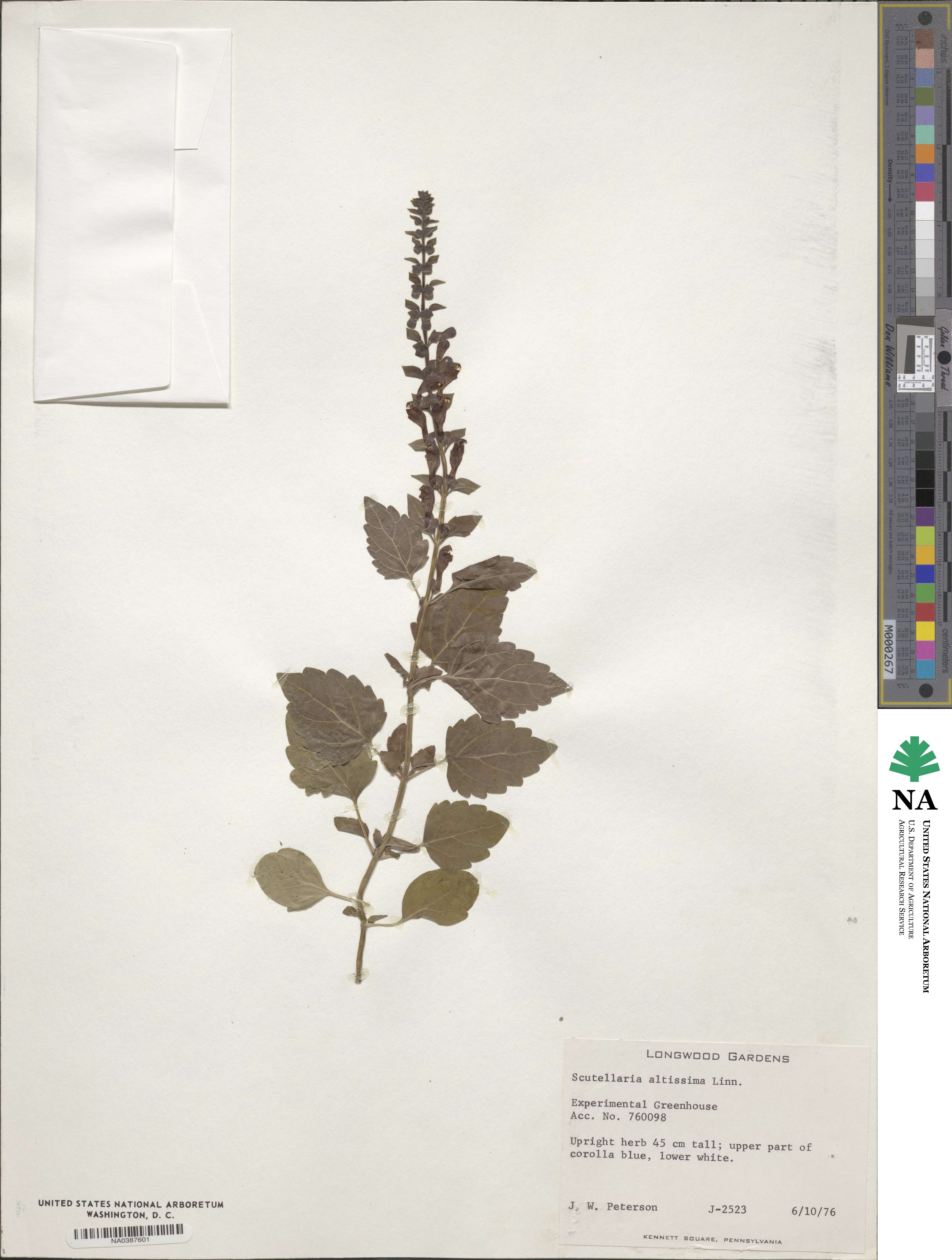 Scutellaria altissima image