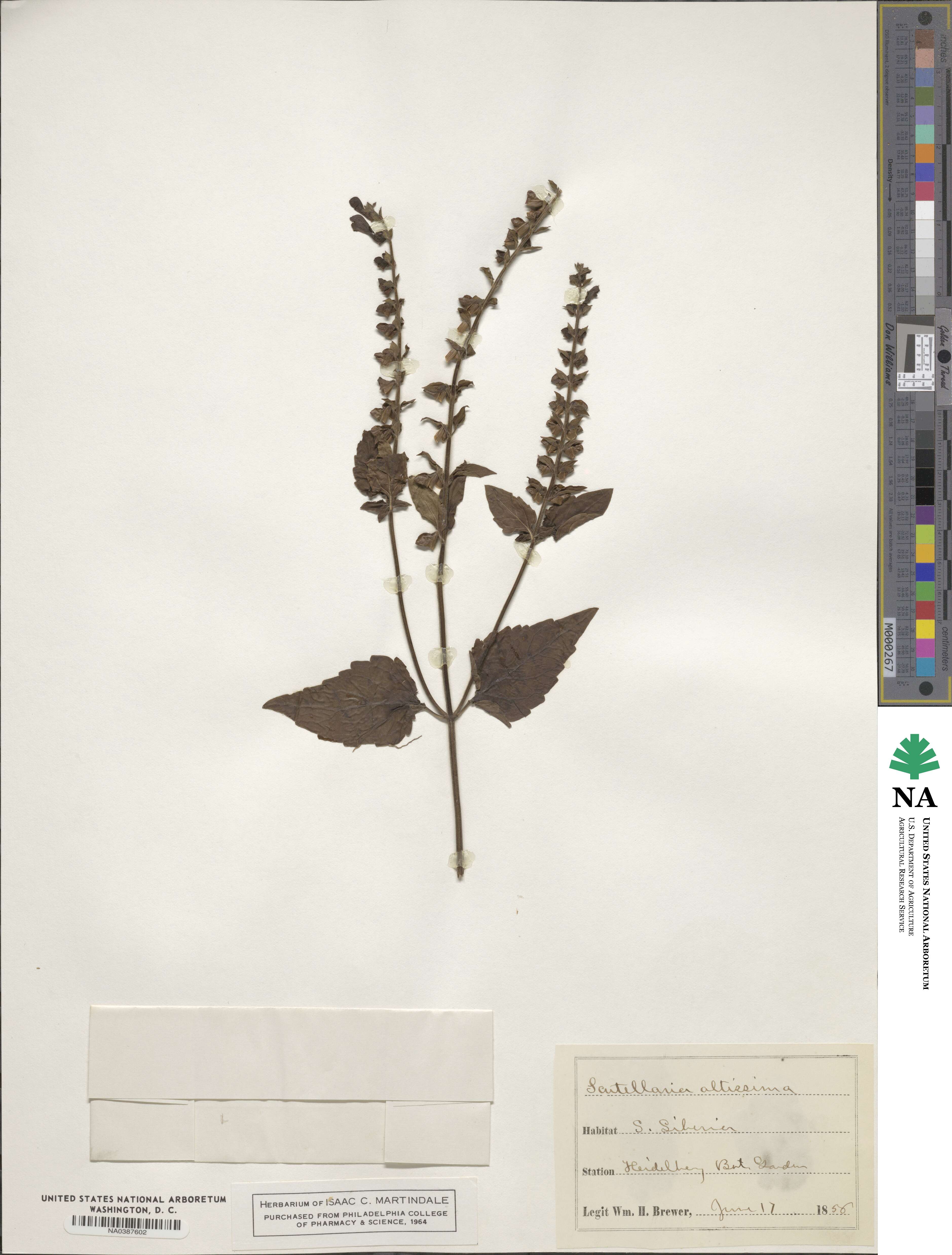 Scutellaria altissima image