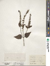 Scutellaria altissima image