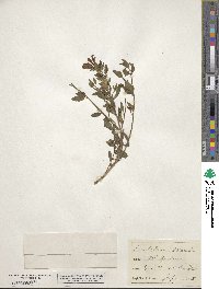 Scutellaria alpina image