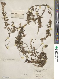 Scutellaria alpina image