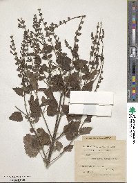 Scutellaria columnae image