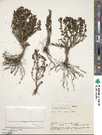 Scutellaria schweinfurthii subsp. paucifolia image