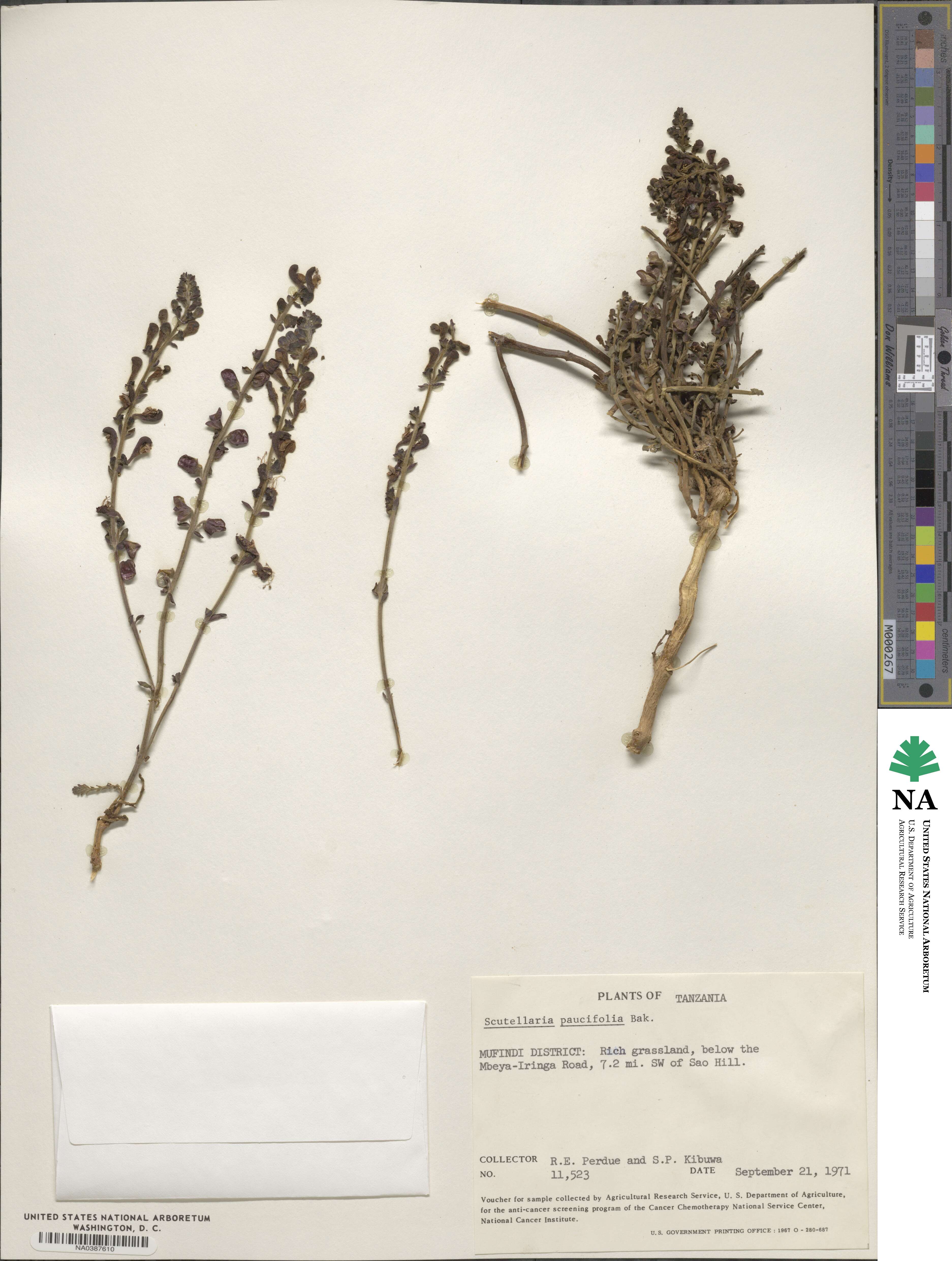 Scutellaria schweinfurthii subsp. paucifolia image