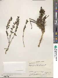 Scutellaria schweinfurthii subsp. paucifolia image