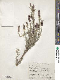 Lavandula stoechas image