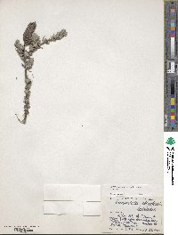 Lavandula stoechas image