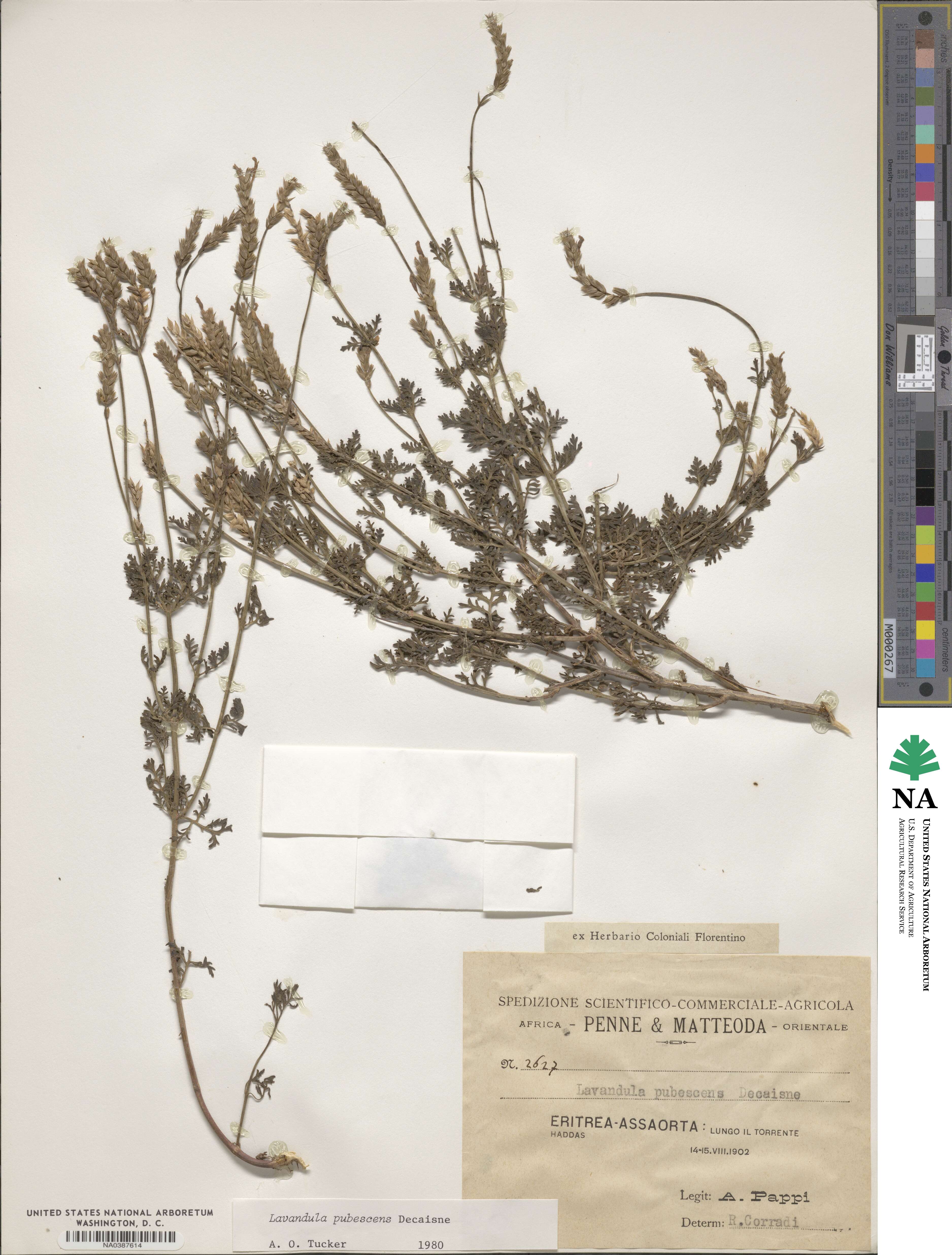 Lavandula pubescens image