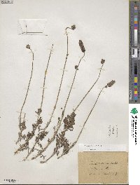 Lavandula multifida image