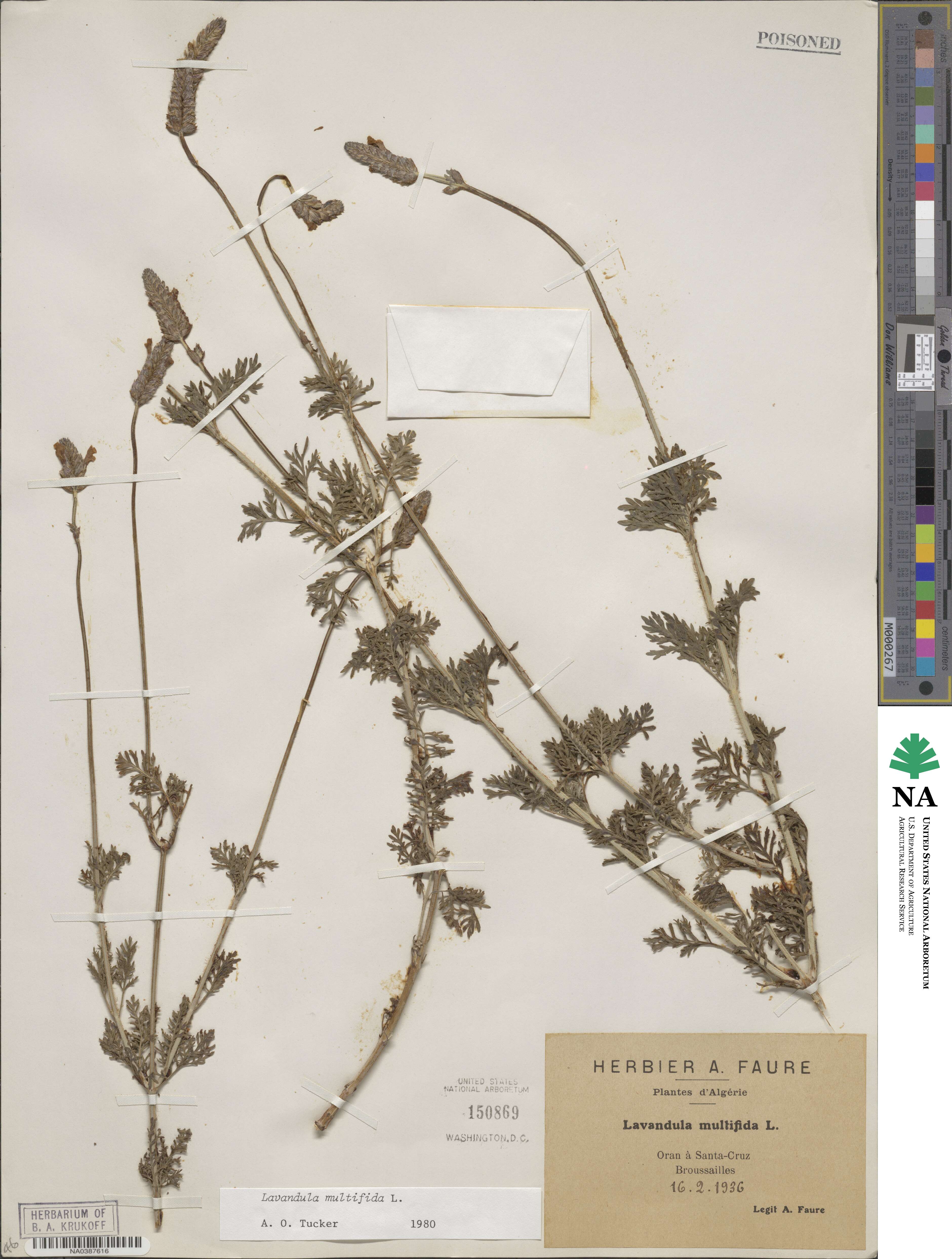 Lavandula multifida image