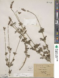 Lavandula multifida image