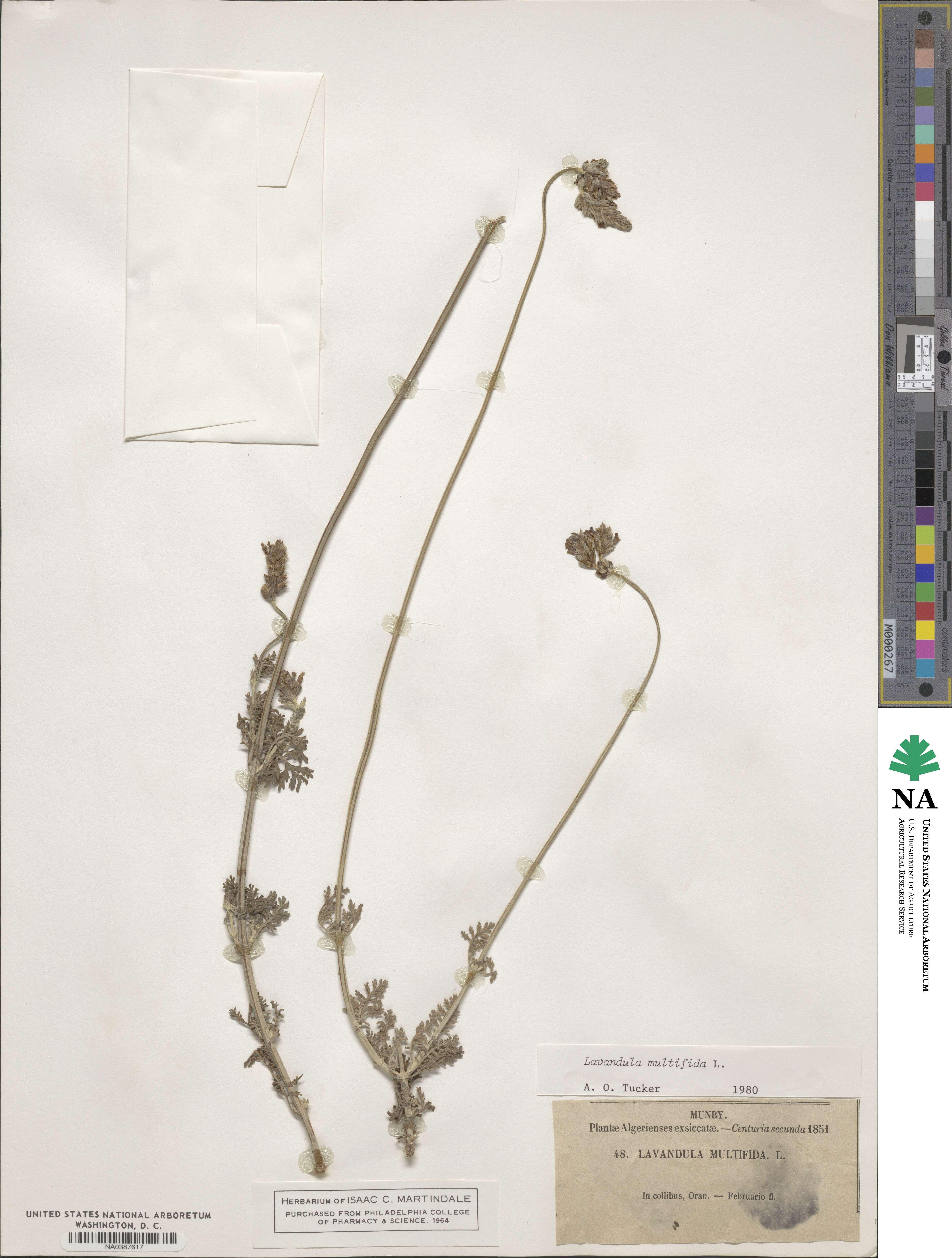 Lavandula multifida image