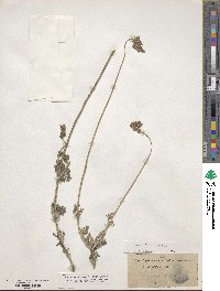 Lavandula multifida image