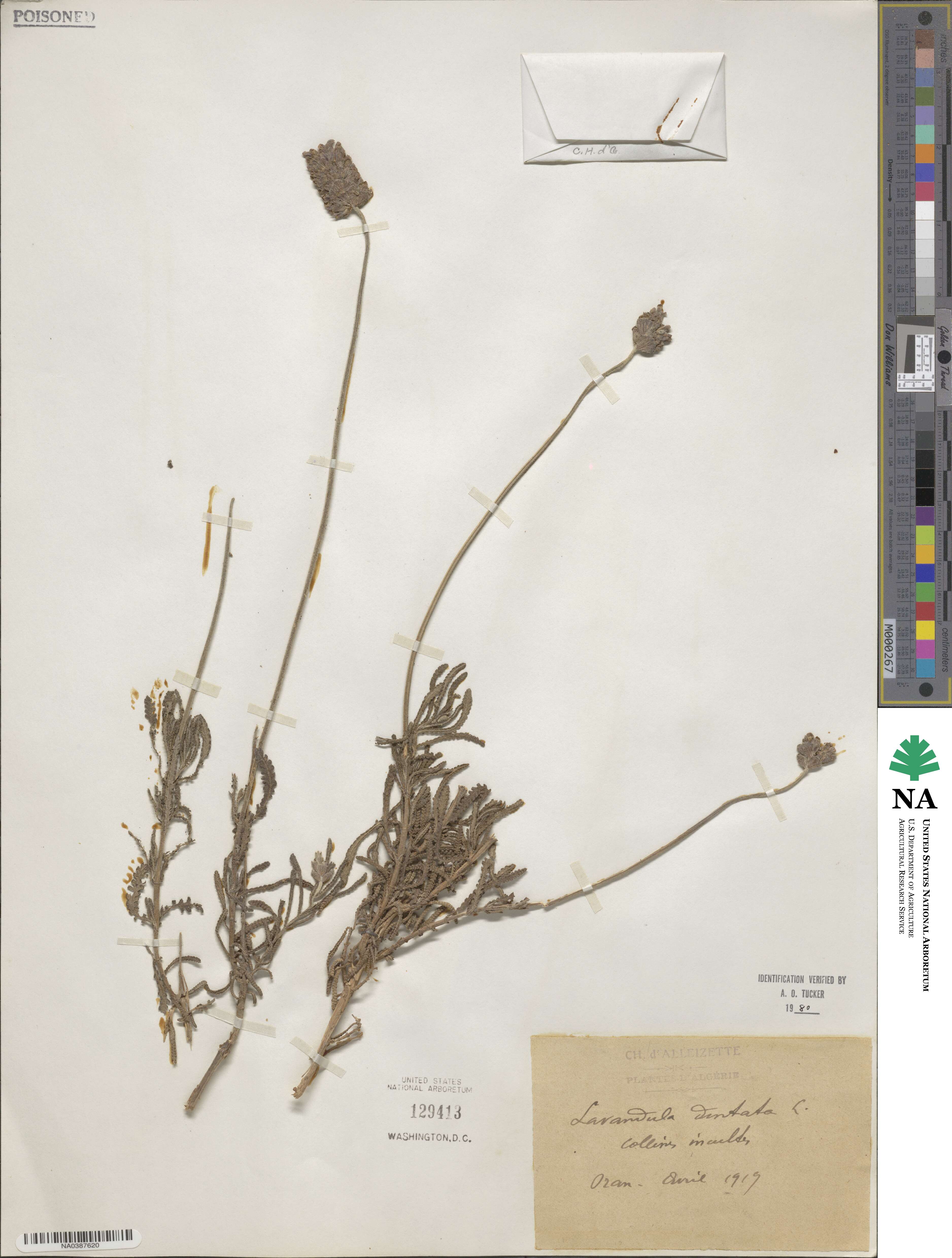 Lavandula dentata image