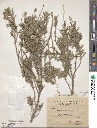Lavandula dentata image