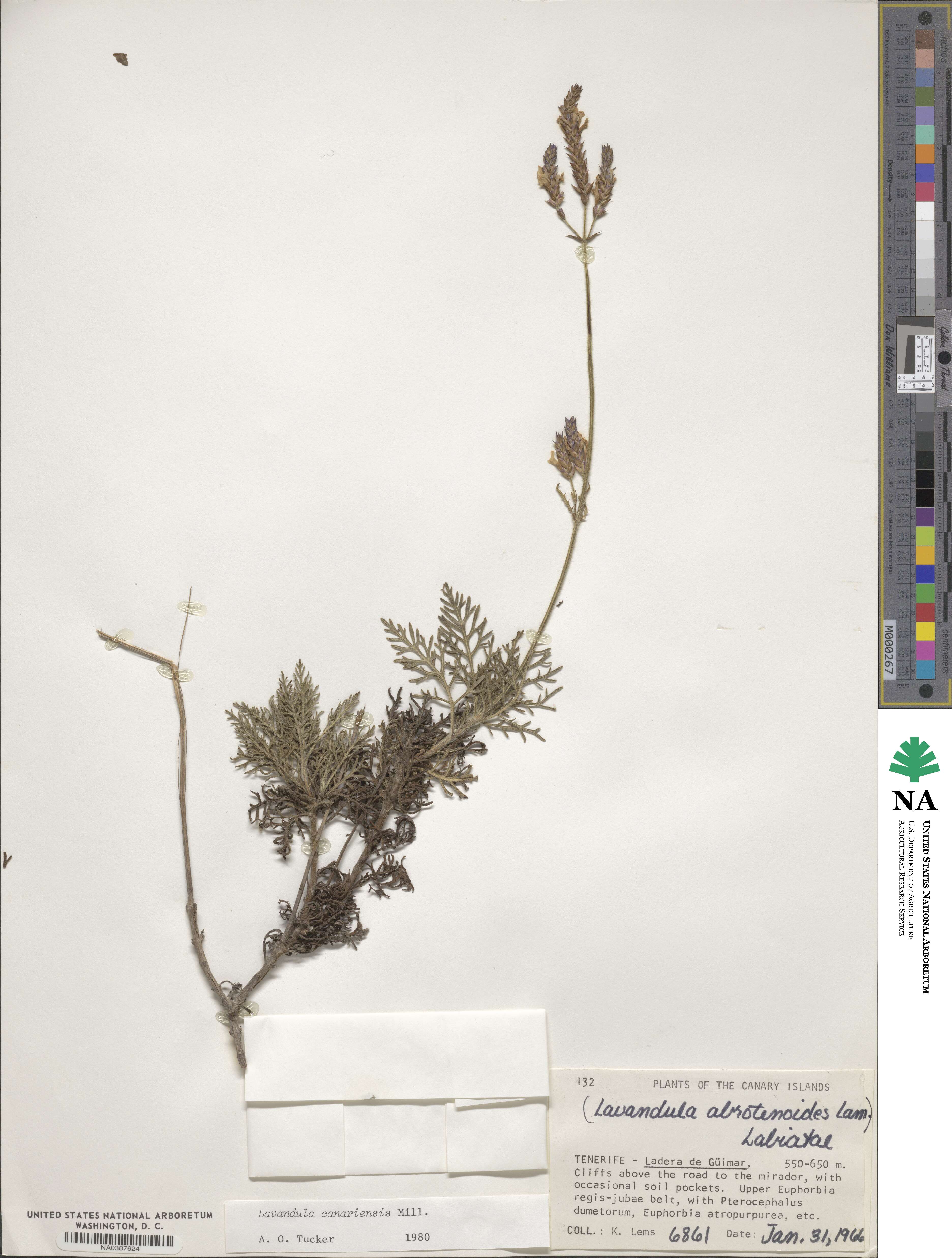 Lavandula canariensis image