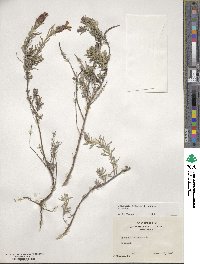 Lavandula stoechas image