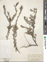 Lavandula stoechas image