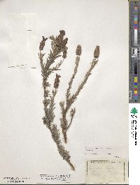 Lavandula stoechas image