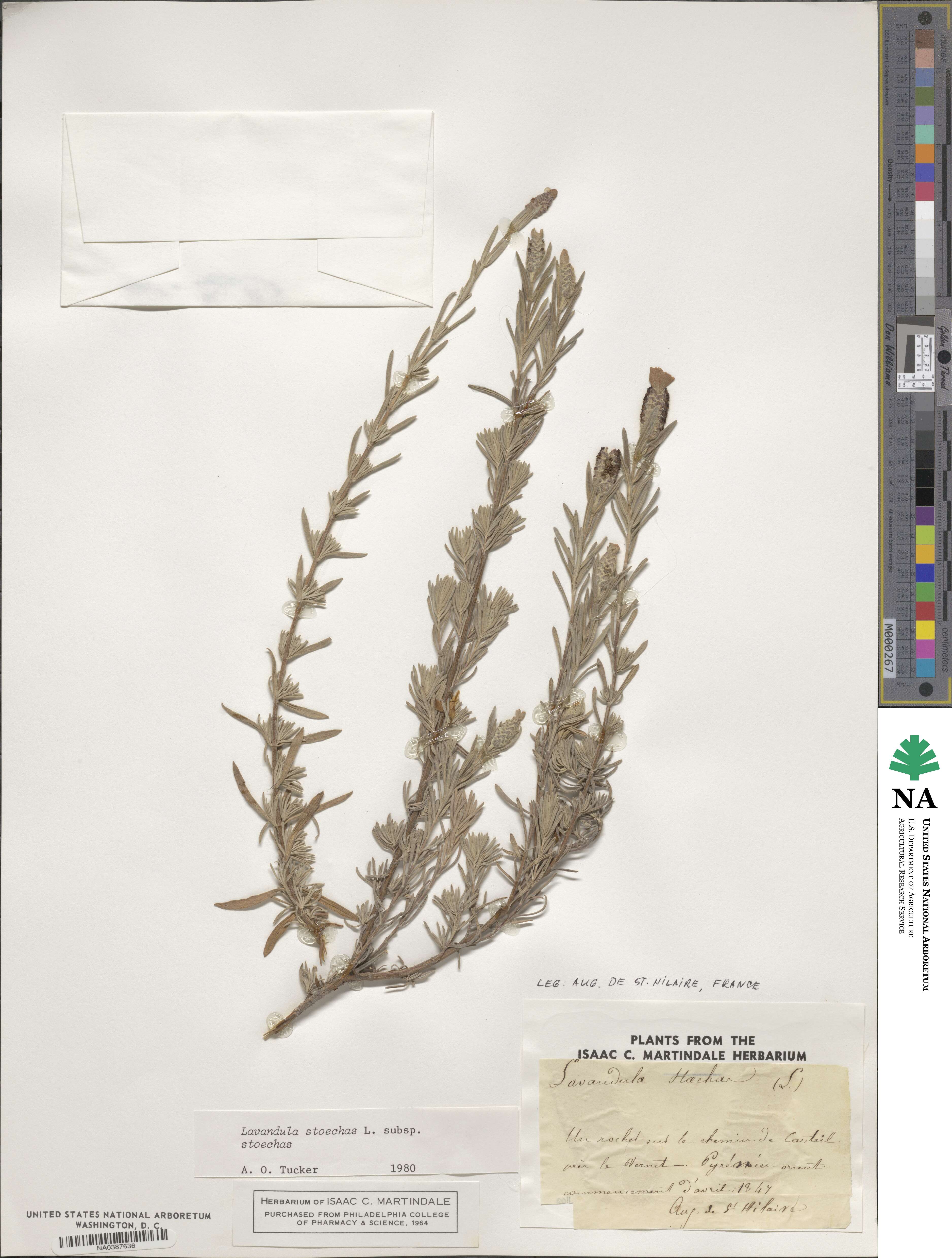 Lavandula stoechas image