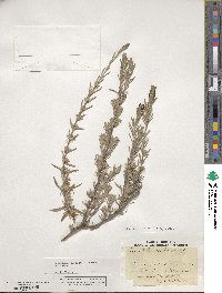 Lavandula stoechas image