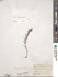 Lavandula stoechas image