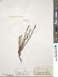 Lavandula stoechas image