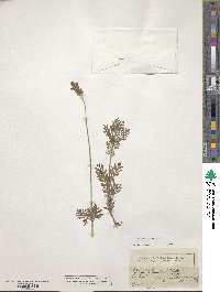 Lavandula multifida image