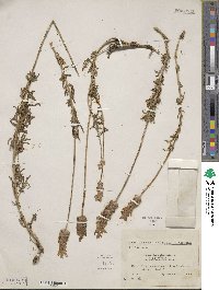 Lavandula dentata image
