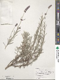 Lavandula angustifolia image