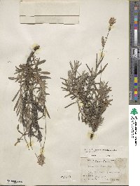 Lavandula angustifolia angustifolia image