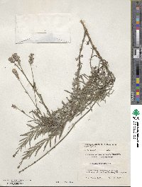 Lavandula angustifolia image