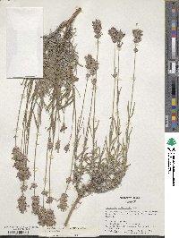 Lavandula angustifolia image