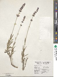 Lavandula angustifolia image